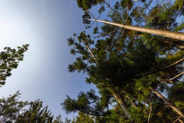 Çam ağaçlarının gövdeleri boyunca uzanan açık mavi gökyüzüne bakıyorum. Sabahın erken saatlerinde güneş doğduğunda, çam ormanının açıklığına bakın. Güneş ışınları ağaç kabuğuna yansıyor. Gökyüzüne bak
