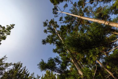 Çam ağaçlarının gövdeleri boyunca uzanan açık mavi gökyüzüne bakıyorum. Sabahın erken saatlerinde güneş doğduğunda, çam ormanının açıklığına bakın. Güneş ışınları ağaç kabuğuna yansıyor. Gökyüzüne bak
