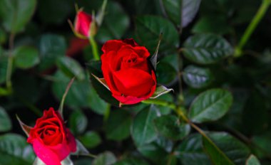 Kırmızı bir gül çiçeğine yakın çekim. Çiçeği açmadan hemen önce kırmızı bir gül çiçeği. Gül çiçek açmadan önce ayrıntılı makro fotoğraf, arka planda yeşil yapraklar.
