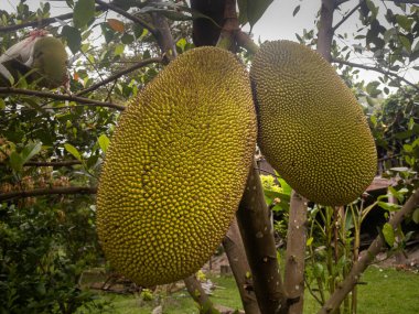 Jackfruit ağacının dalında asılı duran iki dev meyve. Jackfruit devasa bir meyvedir. Bir ağaç üç ton meyve üretir. Aynı zamanda bitki bazlı et alternatifi olarak da kullanılır. Bukit Fraser 'da yakalandı.