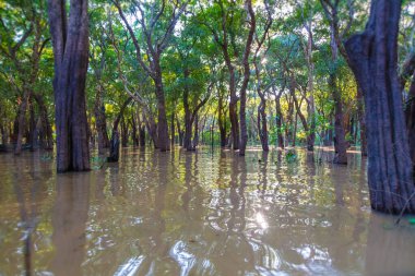 Kampong Phluk Yüzen Köyü yakınında yüzen mangrov ormanı ve Angkor Wat, Siem Reap, Kamboçya. Dalgalar yükseldiğinde suyun içinde duran ağaçlar, oradan geçen tekneler...