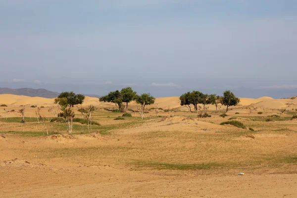 Última Vegetación Desierto Gobi Mongolia Panorama Del Paisaje Árido Del — Foto de Stock