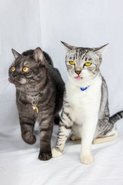 Beyaz arka planda oturan iki genç kedi. Siyah ve gri bir kedi yavrusu yan yana oturur. Küçük gri kedi burnunu yalarken siyah kedi de arka tarafı gözlüyor. Sarı gözlü iki kedi.