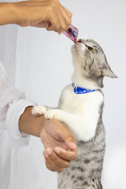 Beyaz arka plandaki gri sevimli kedi yavrusu sıvı ikramlarını sahibinden alır. Yuvarlak sarı gözlü küçük gri kedi yavrusu. Genç bir kedinin yakın portresi. 