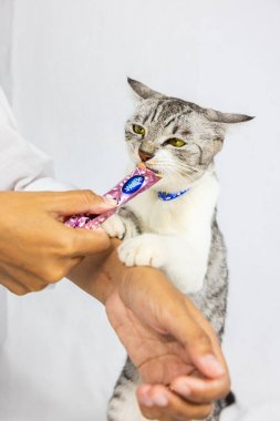 Beyaz arka plandaki gri sevimli kedi yavrusu sıvı ikramlarını sahibinden alır. Yuvarlak sarı gözlü küçük gri kedi yavrusu. Genç bir kedinin yakın portresi. 