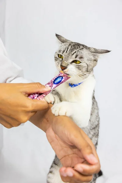 Beyaz arka plandaki gri sevimli kedi yavrusu sıvı ikramlarını sahibinden alır. Yuvarlak sarı gözlü küçük gri kedi yavrusu. Genç bir kedinin yakın portresi. 