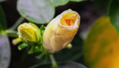 Bir amber çiçeği açar. Tomurcuk açılır ve büyük beyaz bir çiçeğe dönüşür. Çiçek açan bir amber çiçeğinin zaman atlaması. Çiçek açan bir çiçeğin detaylı makro zaman atlaması. Hibiscus çiçeği