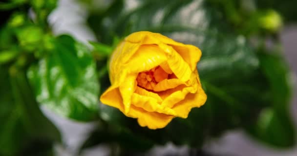 Time Lapse Yellow Blooming Hibiscus Flower Una Flor Hibisco Florece — Vídeo de stock