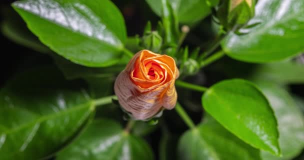 Una Flor Hibisco Florece Brote Abre Florece Una Gran Flor — Vídeo de stock