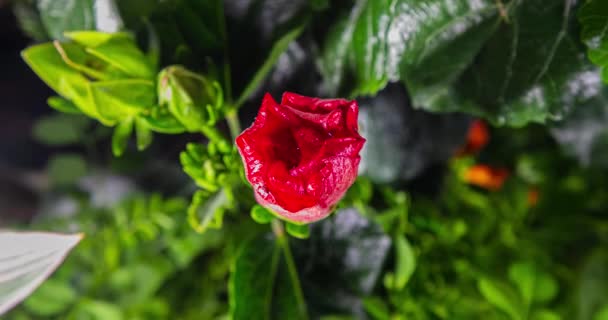 Hibiscus Flower Blooms Bud Opens Blooms Large Red Flower Time — Stock Video