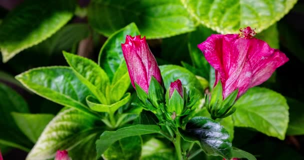 Una Flor Hibisco Florece Brote Abre Florece Una Gran Flor — Vídeo de stock