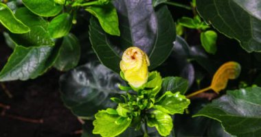 Bir amber çiçeği açar. Tomurcuk açılır ve büyük beyaz sarı bir çiçek olur. Çiçek açan bir amber çiçeğinin zaman atlaması. Çiçek açan bir çiçeğin detaylı makro zaman atlaması. Hibiscus çiçeği