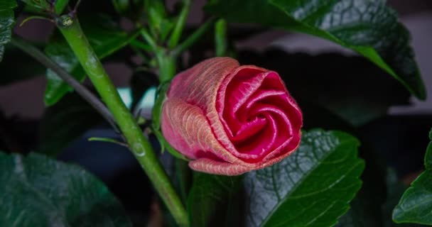 Kwiat Hibiskusa Kwitnie Pączek Otwiera Się Kwitnie Duży Fioletowy Kwiat — Wideo stockowe