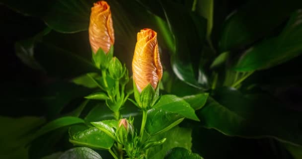 Dwa Kwiaty Hibiskusa Pączek Otwiera Się Kwitnie Duży Pomarańczowy Żółty — Wideo stockowe