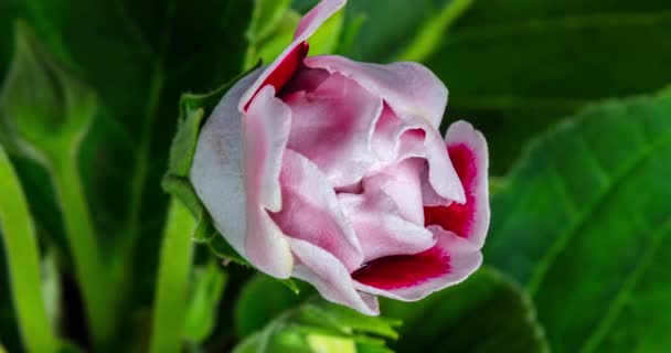 Lapso Tempo Macro Detalhada Uma Flor Florescendo Botão Vermelho Branco — Vídeo de Stock
