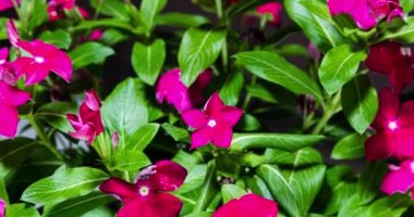 Kırmızı çiçekli Phlox çiçeği çalısı. Tomurcuk açılır ve küçük kırmızı çiçeğe dönüşür. Çiçek açan bir çalılığın zaman atlaması. Çiçek açan fenomenin ya da alev çiçeklerinin ayrıntılı makro zaman atlaması