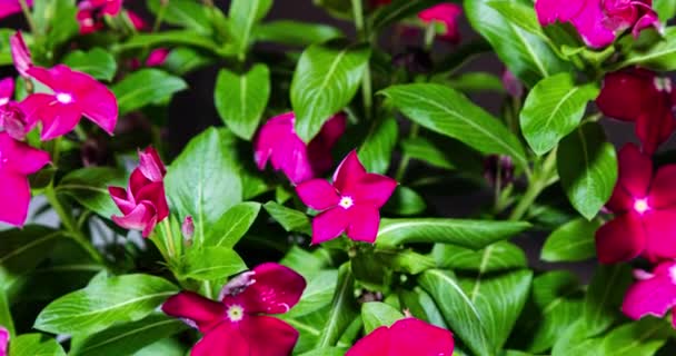 Flor Phlox Arbusto Con Flores Rojas Florece Brote Abre Florece — Vídeo de stock