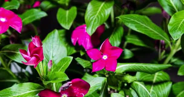 Phlox Blütenstrauch Mit Roten Blüten Blüht Die Knospe Öffnet Sich — Stockvideo