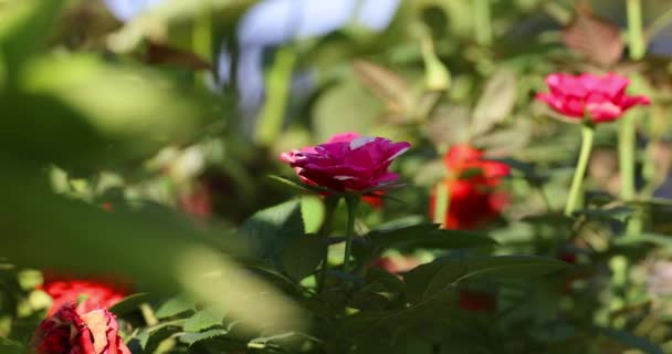 Caméra Glissant Travers Les Feuilles Une Plante Garder Rose Évidence — Video