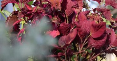 Kamera bir bitkinin yapraklarının arasından kayıyor ve gülü odakta tutuyor. Malezya 'da bir bahçede çiçek buketi. Hareket kontrollü kamera hareketi güllerle dolu bir çalılıkta. Kırmızı bir gülün çiçek başı. 