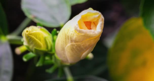 芙蓉花盛开 花蕾绽放成大的白色花朵 一朵盛开的芙蓉花的时间流逝 一朵盛开的花的详细宏观时滞 芙蓉绽放 — 图库视频影像