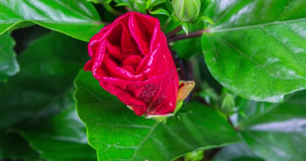 Florece Flor Hibisco Brote Abre Florece Una Gran Flor Roja — Vídeo de stock