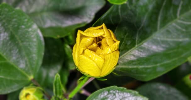 Λεπτομερής Μακροχρονική Λήξη Ενός Ανθισμένου Κίτρινου Λουλουδιού Ιβίσκου Ένα Λουλούδι — Αρχείο Βίντεο