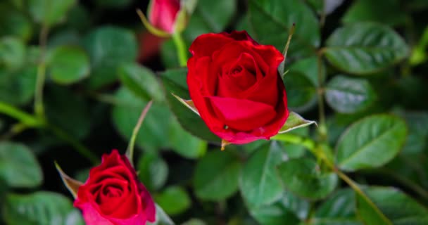 Red Rose Blooms Bud Opens Blooms Large Red Flower Time — Stock Video