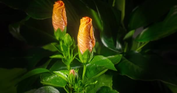 Dos Flores Hibisco Brote Abre Florece Una Gran Flor Amarilla — Vídeos de Stock