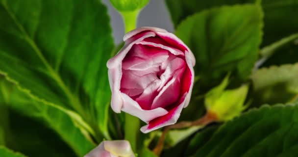 Detaillierter Makro Zeitraffer Einer Blühenden Blume Die Weiß Rote Knospe — Stockvideo