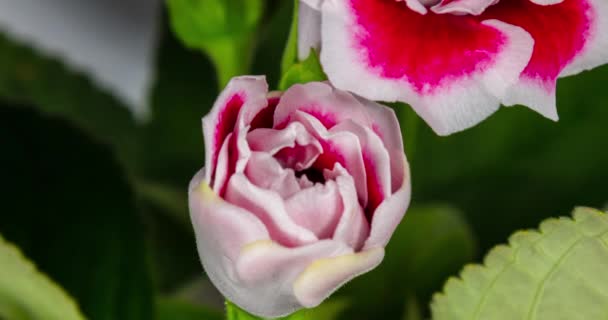 Lapso Tempo Macro Detalhada Uma Flor Florescendo Botão Vermelho Branco — Vídeo de Stock