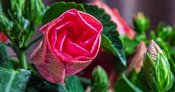 Lapso Tempo Uma Flor Hibisco Rosa Florescente Uma Flor Hibisco — Vídeo de Stock