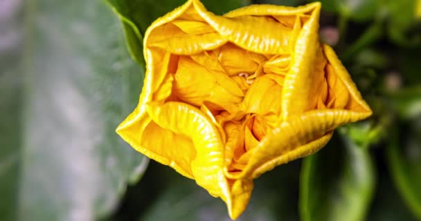 Sarı Çiçek Açan Amber Çiçeğinin Zaman Aşımı Bir Amber Çiçeği — Stok video