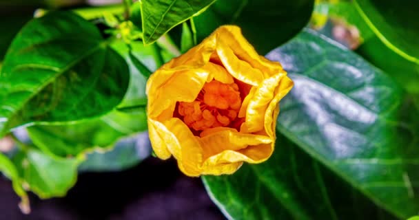 Tid Förflutit Blomma Gul Blomma Blommar Orange Hibiskus Blommar Stor — Stockvideo