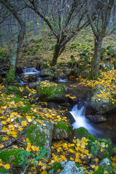 Autumn Landscape River Waterfall Colorful Autumn Forest Park Yellow Leaves — Stock Photo, Image