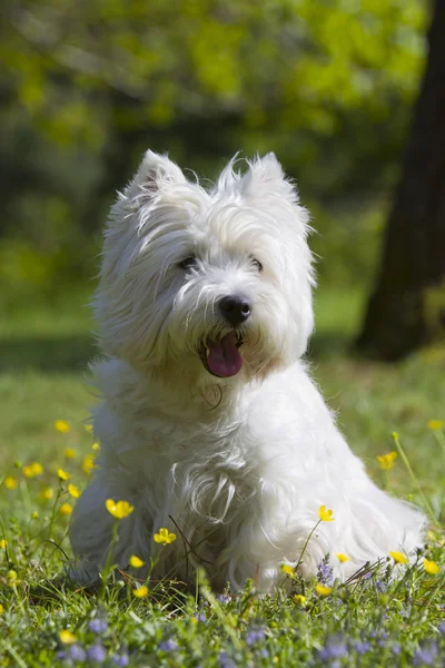 West Highland White Terrier odkryty — Zdjęcie stockowe