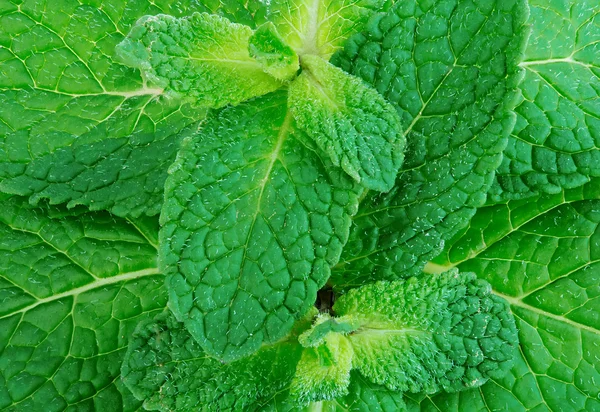Fresh mint leafs close-up as a background. — Stock Photo, Image