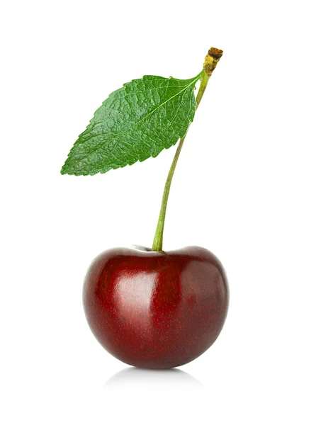 Cereza dulce con la hoja aislada sobre un fondo blanco . — Foto de Stock