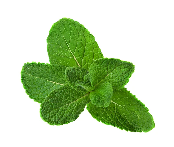 Hojas frescas de menta cruda aisladas sobre fondo blanco —  Fotos de Stock