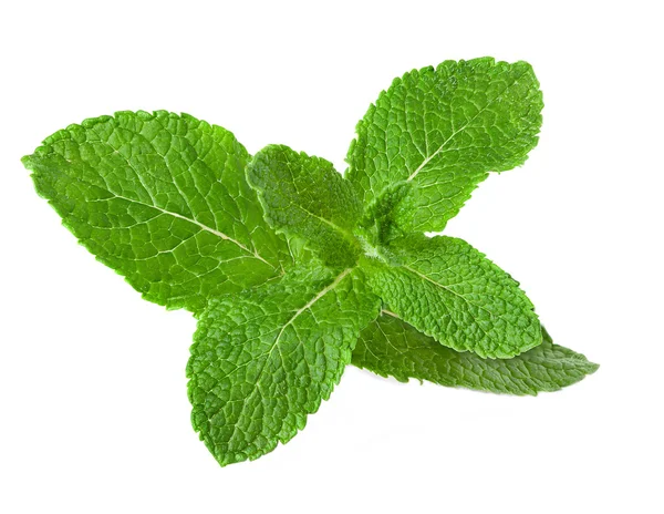 Hojas frescas de menta cruda aisladas sobre fondo blanco — Foto de Stock