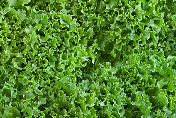 Yeşil salata. arka plan — Stok fotoğraf