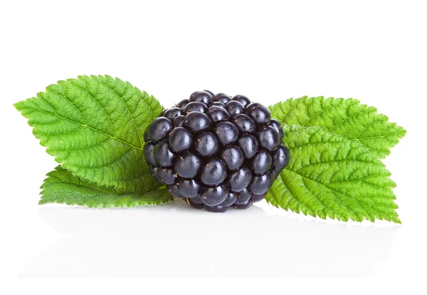 Brombeeren isoliert auf weißem Hintergrund. — Stockfoto