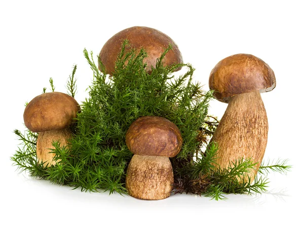 Boletus, fungo cep su muschio forestale isolato su fondo bianco — Foto Stock