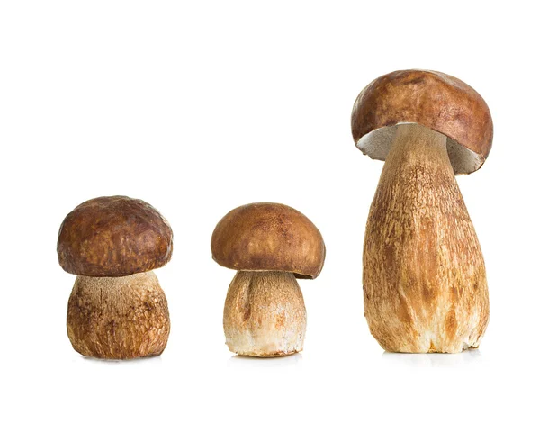 Boletus, hongo cep aislado sobre fondo blanco — Foto de Stock