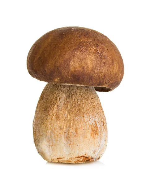 Boletus, hongo cep aislado sobre fondo blanco — Foto de Stock