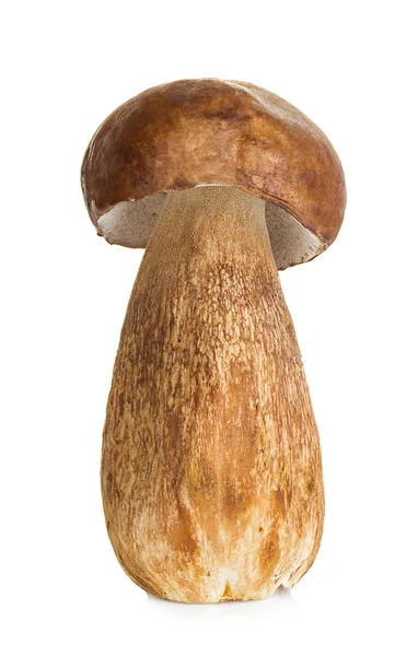 Boletus, hongo cep aislado sobre fondo blanco — Foto de Stock