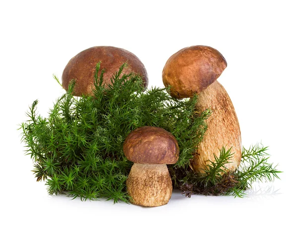 Boletus, fungo cep su muschio forestale isolato su fondo bianco — Foto Stock