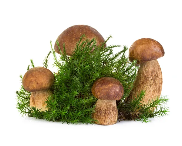 Boletus, белый гриб на лесном грибе изолирован на белом фоне — стоковое фото