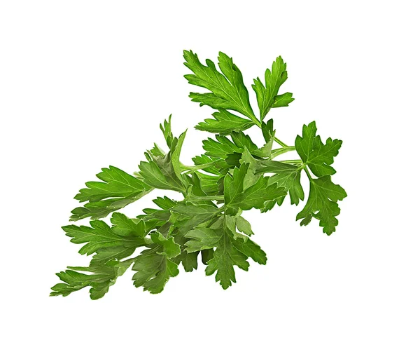 Parsley isolated on a white background — Stock Photo, Image