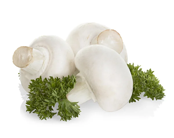 Champignon Pilze isoliert auf weißem Hintergrund — Stockfoto